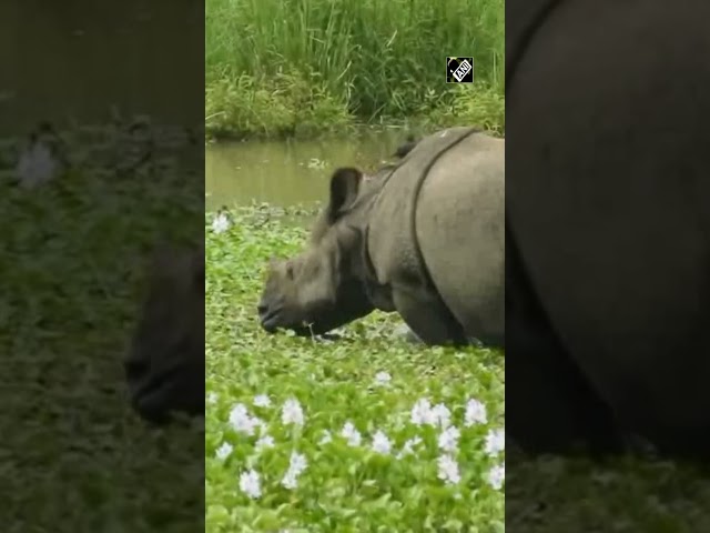 Assam’s Kaziranga National Park gears up to tackle flood situation; safety of animals prioritised