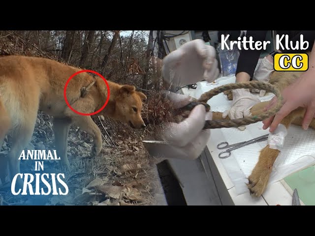 Dog's Body Caught By Tight Snare, Raises 3 Puppies l Animal in Crisis Ep 409