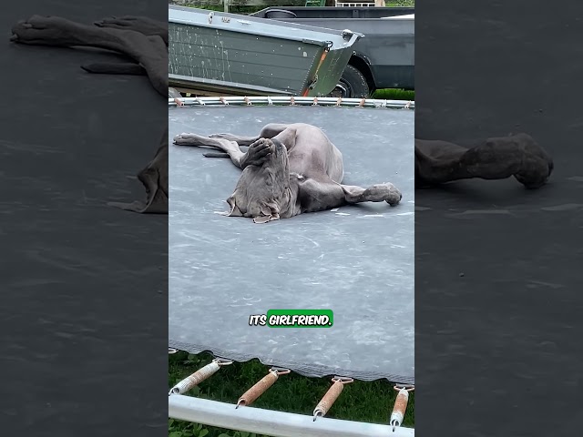 🐾🌙 Lazy Great Dane Takes a Dreamy Nap on the Trampoline