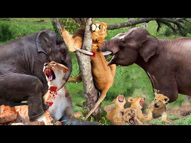 King Lion Vs Gain Elephant_ Lion King Was Knocked Out When He Met The Right Giant Elephant