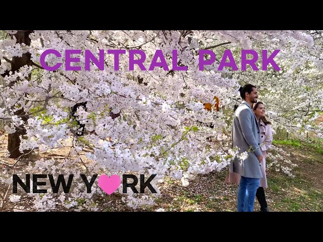[4K]🇺🇸NYC 2021 Spring Walk /Central Park. Full Cherry Blossoms (Apr. 10 2021)🌸🌹