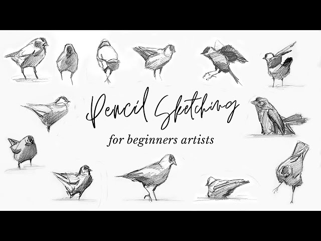 Quick sketching birds! A drawing exercise for beginner artists
