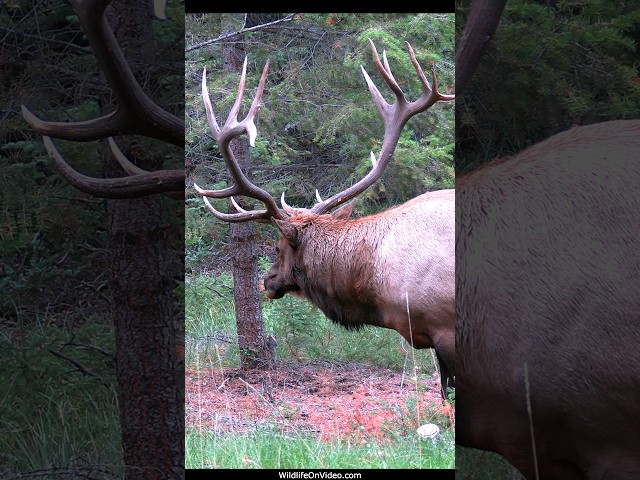 Biggest Bull Elk's Last Bugles During the Rut - The Sheriff