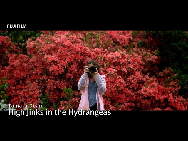 GFX100S: "High Jinks in the Hydrangeas" x Tamara Dean / FUJIFILM