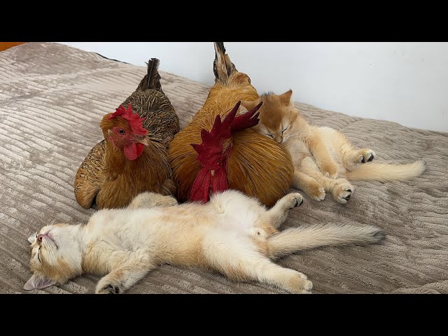The kitten wants to eat the rooster.It's too hard to bite!hen sleeps with the kitten.😂Cute funny cat
