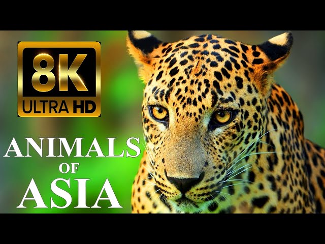 Animals Of Asia 8K - Names and Real Sounds