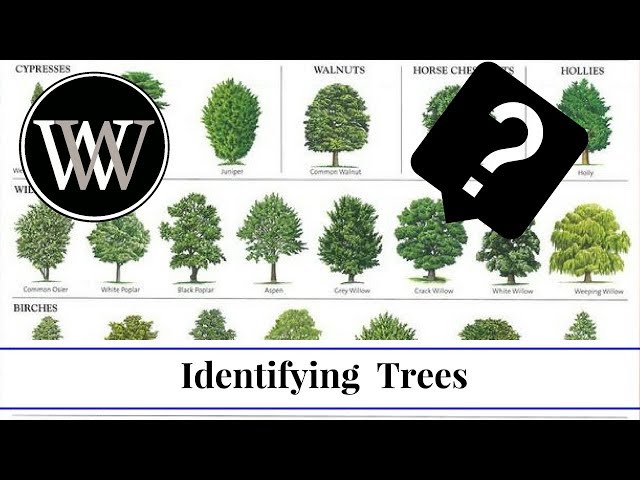 How to Identify a Tree By Leaf, Bark and Fruit | Wood and Lumber Identification for Woodworking