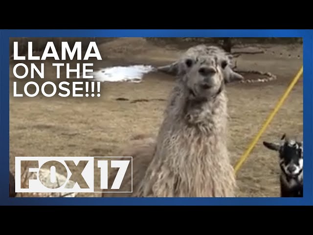 Police Body Cameras Show Them Catching A Llama On The Loose