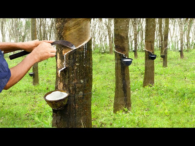 A Day in Life of a Rubber Tapper Harvesting Thousand of Hevea Trees