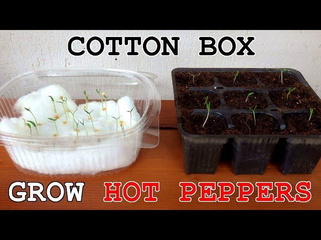 Grow HOT Peppers • Cotton Box