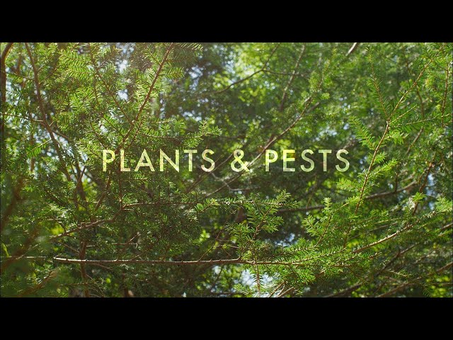 Plants & Pests