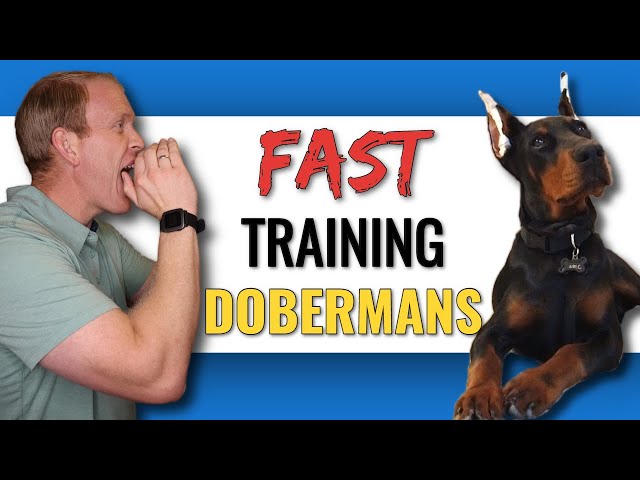 Training a Doberman to Understand Your Commands