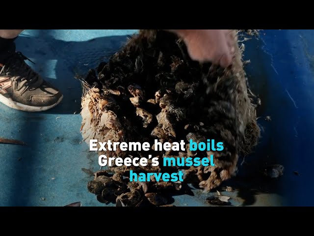 Extreme heat destroys Greece’s mussel harvest