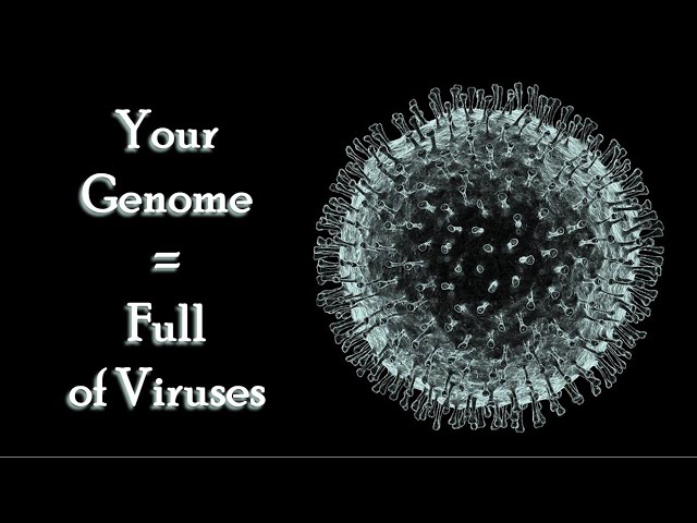 The Human Genome Is Full of Viruses