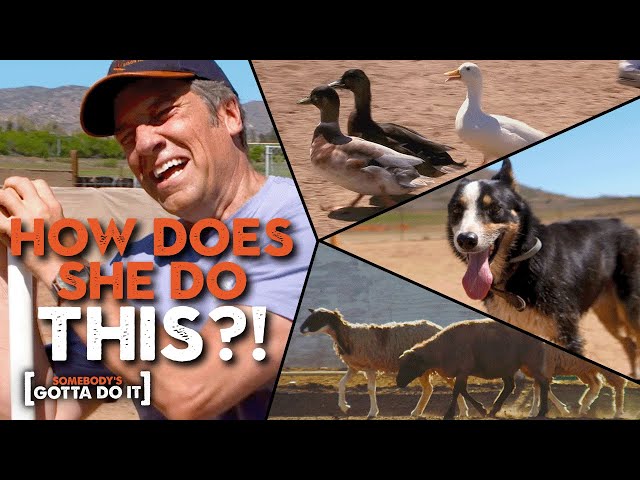Mike Rowe Goes Head to Head with a SHEEPDOG to WRANGLE Sheep | Somebody's Gotta Do It