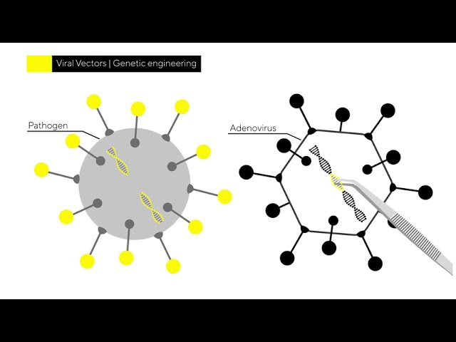 How Vaccines Are Made and Manufactured | Viral Vector Platform