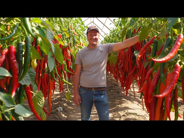 Giant Red Chili Pepper Harvesting by Machine: Incredible Paprika Chili Powder Processing in Factory