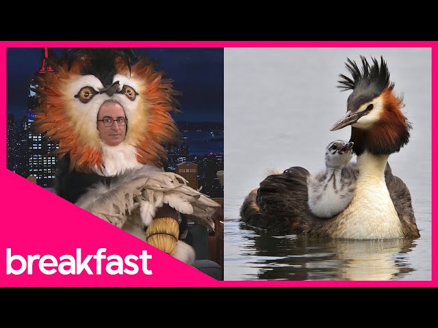 John Oliver's pūteketeke wins Bird of the Century | TVNZ Breakfast