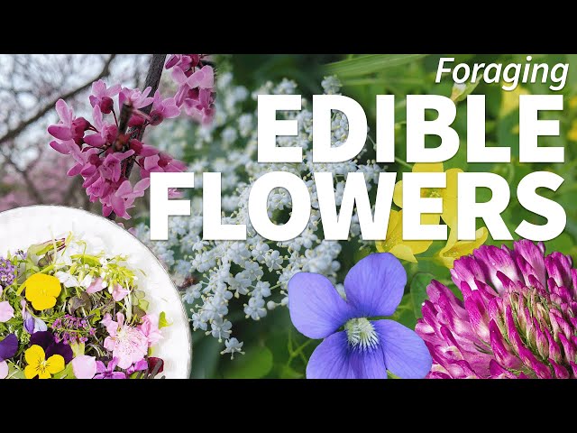 Foraging Edible Flowers 🌸