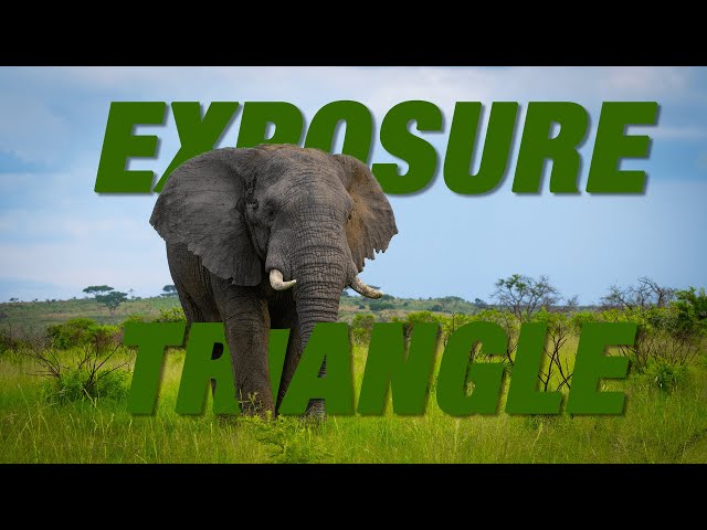 What IS The EXPOSURE TRIANGLE In Photography | Best Camera Settings For Wildlife Photographers
