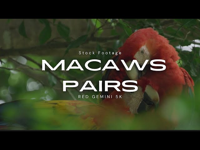 Scarlet Macaw Pairs
