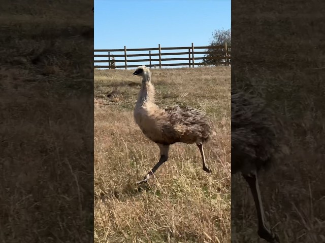 The Female Emus are Fighting for Dominance