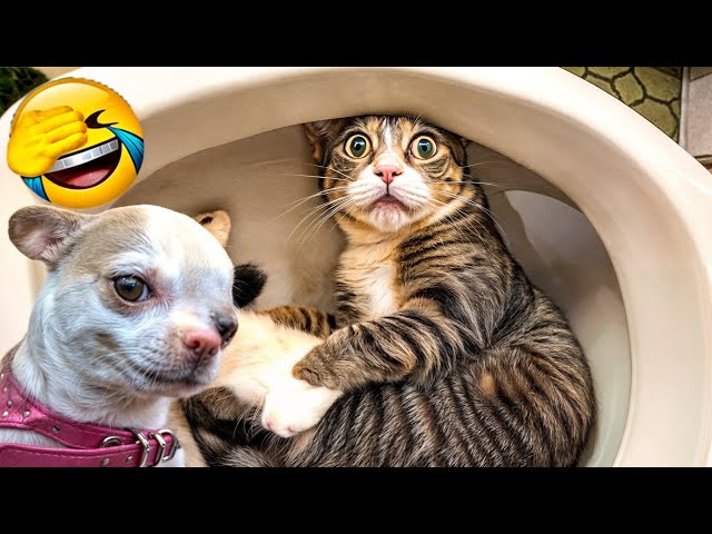 Funny ANIMALS videos😛 Funniest Cats and Dogs 2024 😹🐶#18