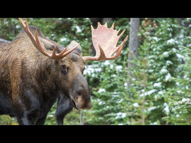 Bull Moose Warming Up for The Rutting Season in Canada's Rockies