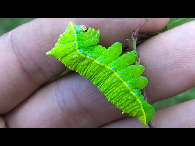A Caterpillar That Screams