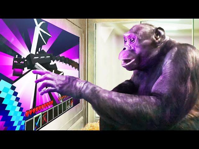 I Taught an Ape to BEAT Minecraft Part 2