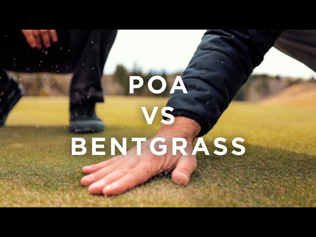 Poa vs Bent Grass Golf Greens