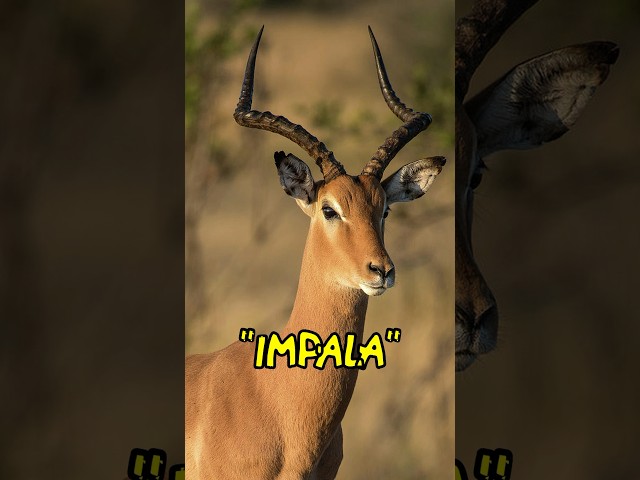 Impala Allogrooming To Get Rid Of Tics #africa #africanwildlife #africansafari