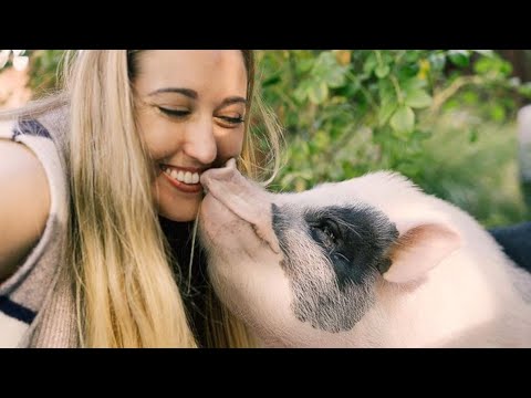 Viral Pig Videos - Interesting Animal Stories