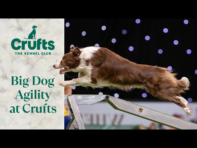 Twice As Big, Just As Quick 🐶 | Best Of Big Dog Agility At Crufts