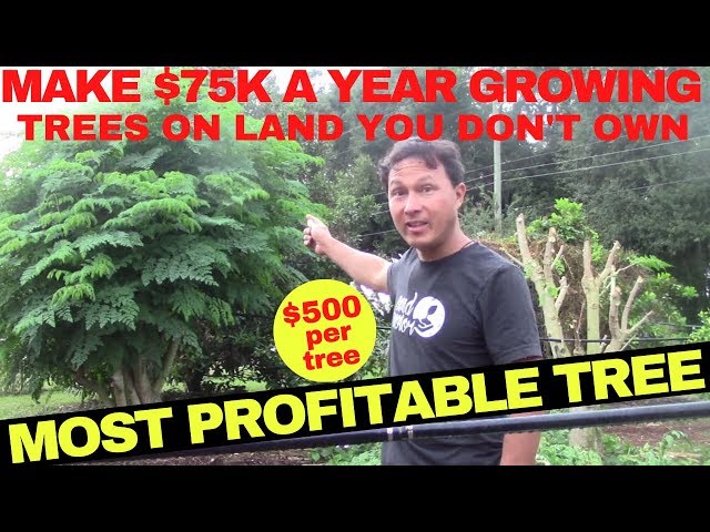 Make $75,000 Growing this Cash Crop Tree without Owning Farm Land