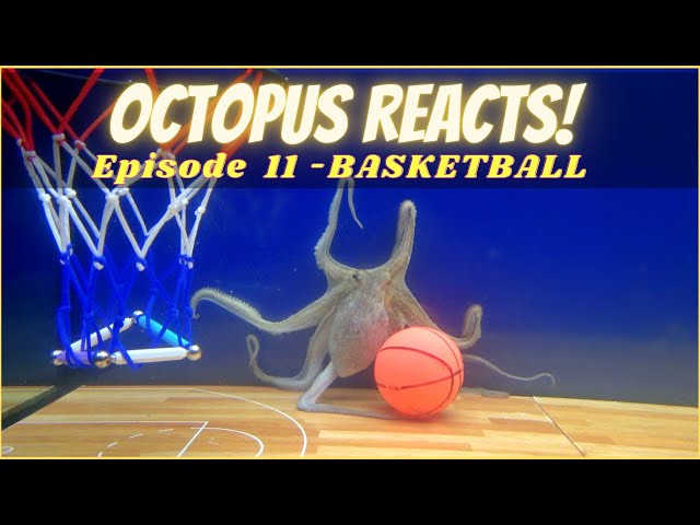Octopus Reacts to Basketball - Episode 11