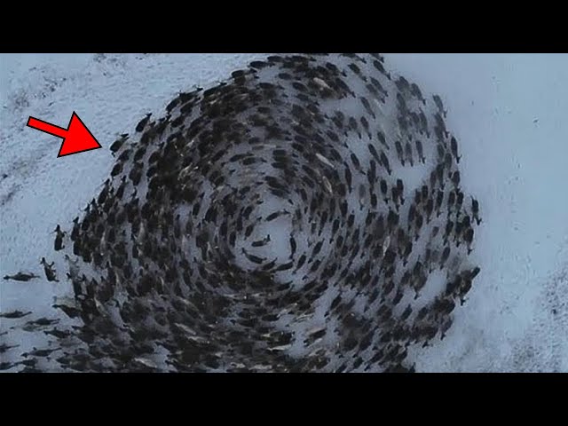 Pilot Spots Group Of Animals Running In Circles. Then He Discovers The Strange Reason Why