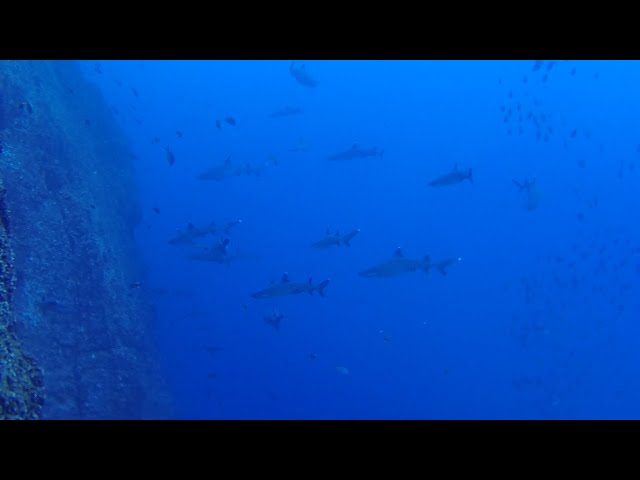 Scuba Diving with sharks near Archipiélago de Revillagigedo