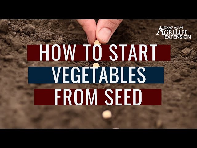 How to Start Vegetables from Seed