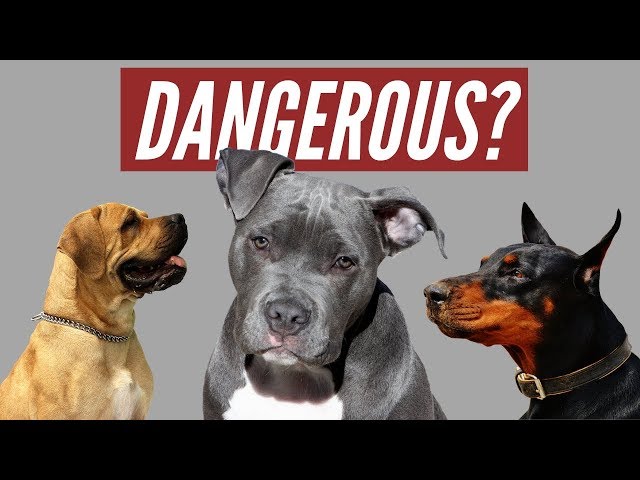 Do You own a "Dangerous" dog breed?