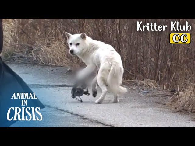 Dog Caught By Hunting Trap, Looks For Her Missing Puppies l Animal in Crisis Ep 404