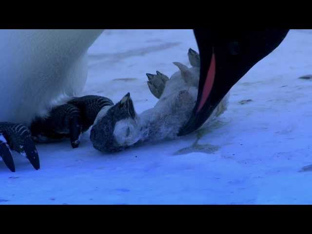 The Most Emotional Clip We've Ever Filmed - Penguins Mourning