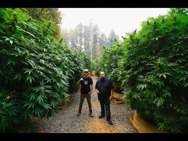 Marijuana Mania Episode 6 - Humboldt & Mendocino Appellation Program