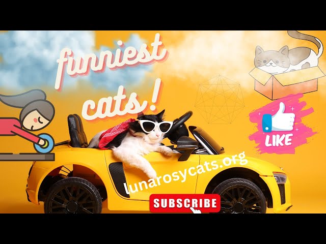 funniest cat video 2024!| funny cats | fun with pets | stay happy with pets | sarim pet pals!