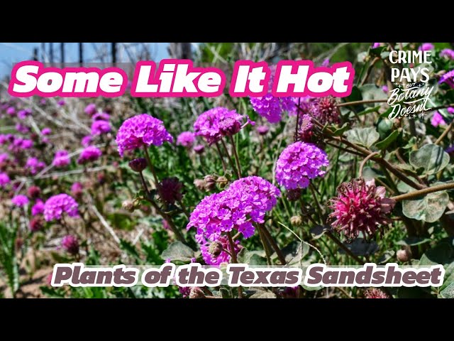 Heat-Loving Plants of the Sand : South Texas Edition