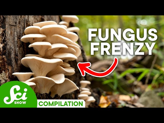 Surprising Uses for Fungi You May Not Know