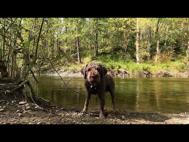 Lagotto Stand-off at the River