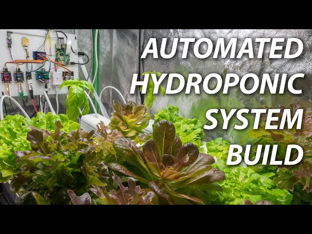Build an Automated Hydroponic System