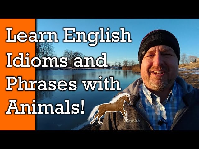 Animal Idioms!  Learn English Idioms, Phrases and  Expressions with Animals