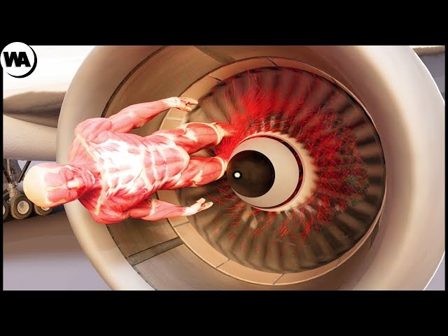 This Is Why You'll Survive If You Get Into the Turbine of an Airplane